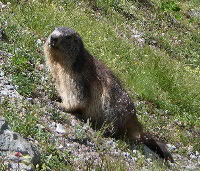 Alpine_Marmot.jpg