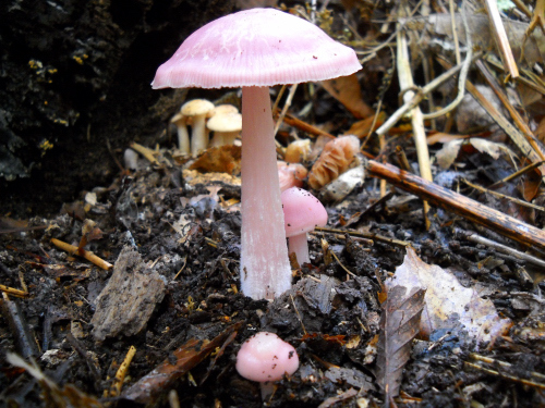 Mushrooms (15).JPG