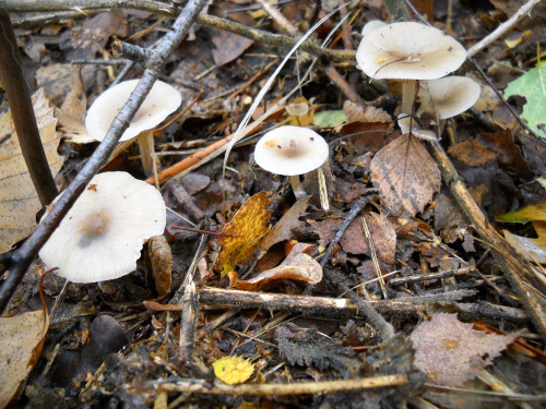 Mushrooms_2212.JPG