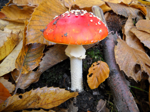 Mushrooms_2216.JPG