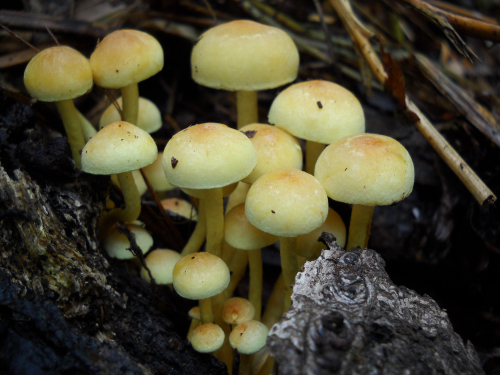 Mushrooms_2218.JPG