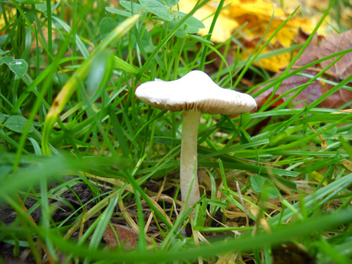 Mushrooms_2219.JPG