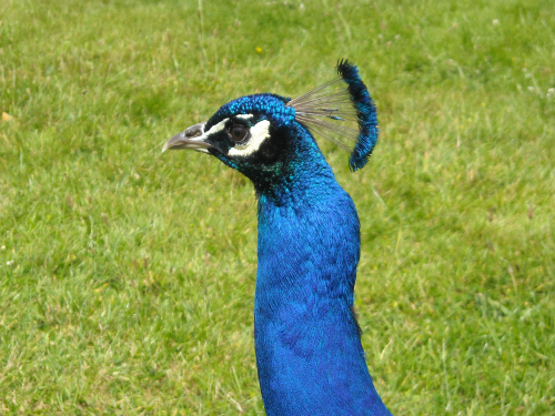 Peacock1871-.JPG