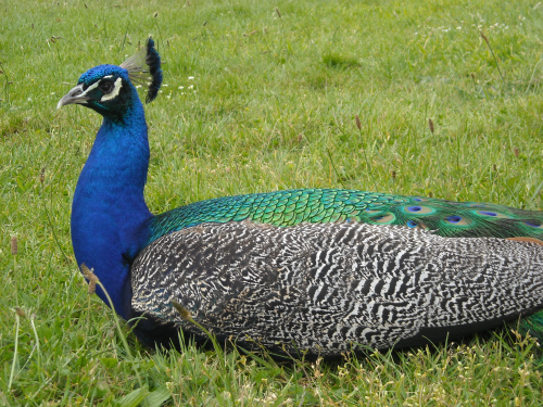 Peacock1872-.JPG