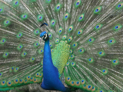 Peacock1873-.JPG