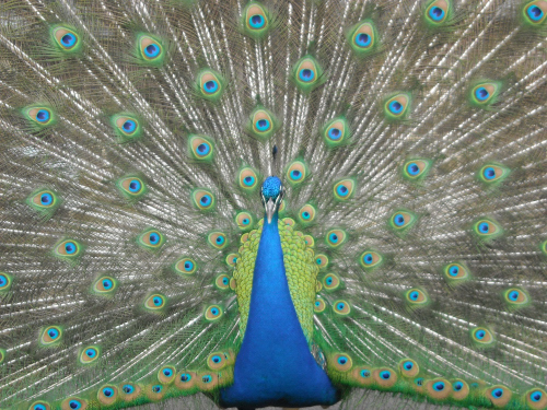 Peacock1876-.JPG