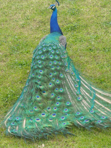 Peacock1877-.JPG
